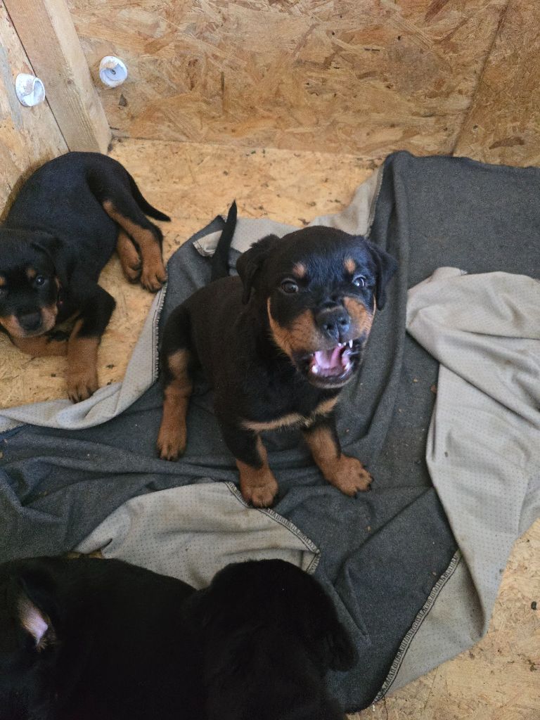 Domaine des Kaisers - Chiot disponible  - Rottweiler