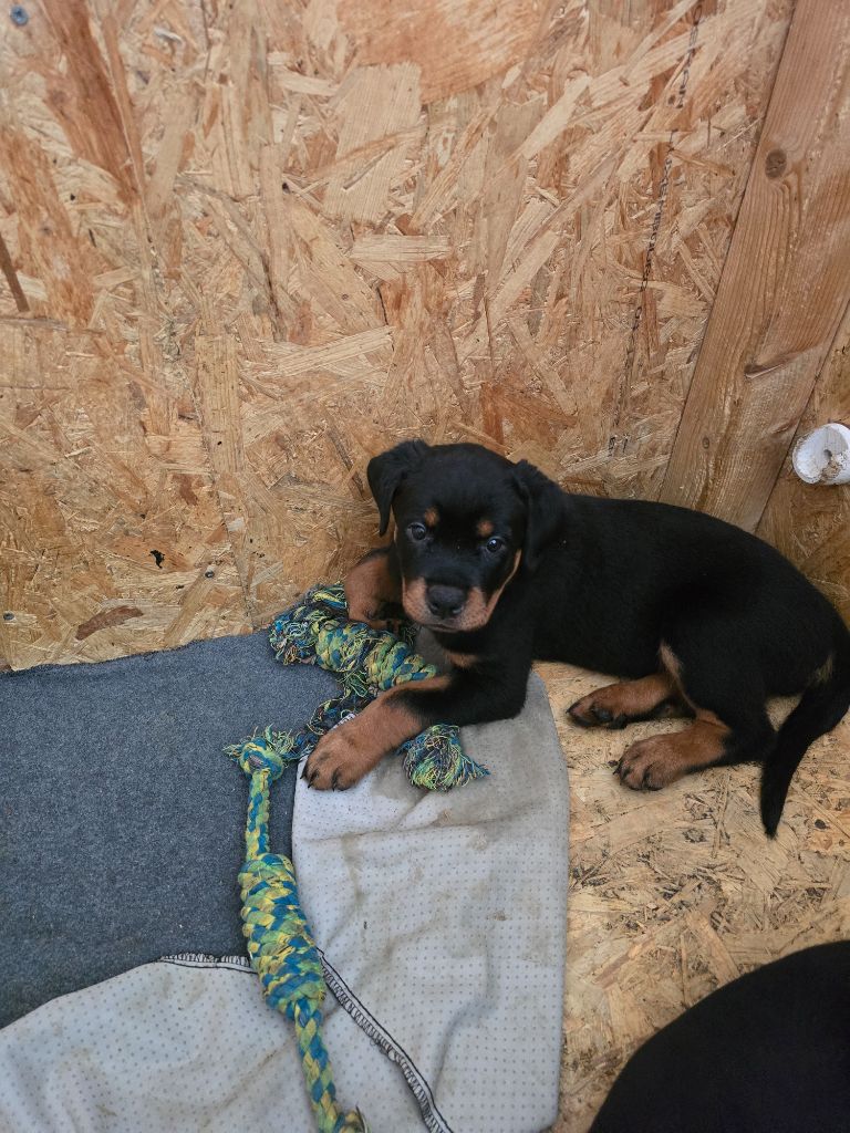 Domaine des Kaisers - Chiot disponible  - Rottweiler