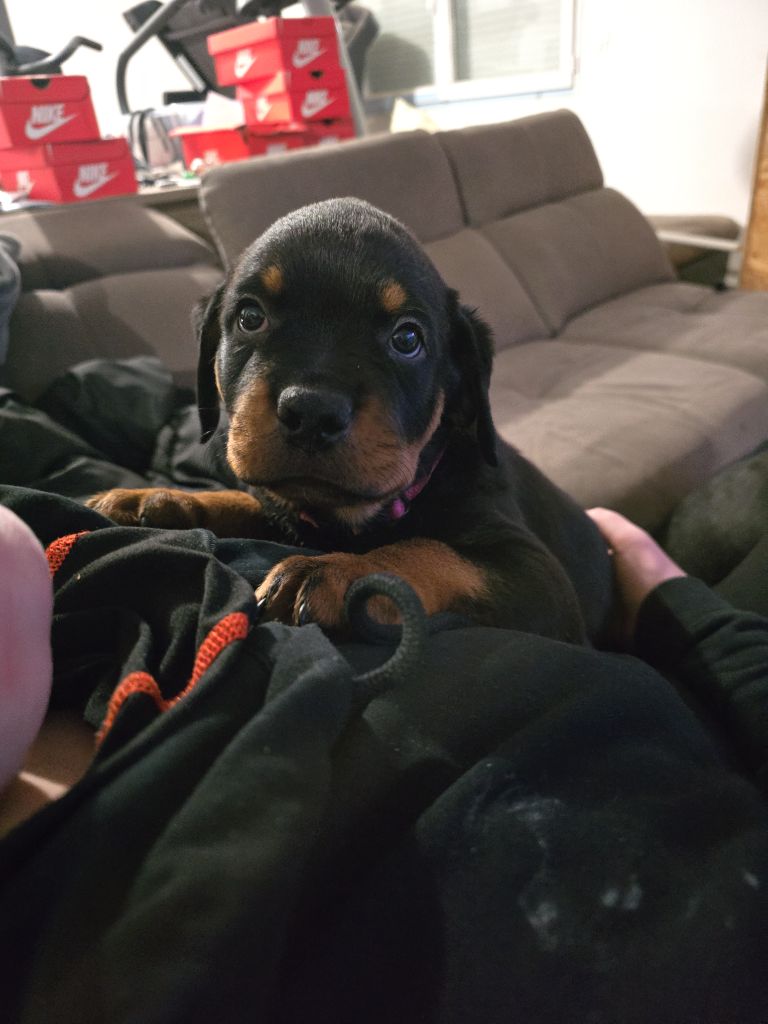 Domaine des Kaisers - Chiot disponible  - Rottweiler