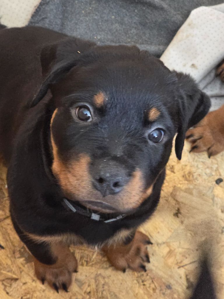 Domaine des Kaisers - Chiot disponible  - Rottweiler